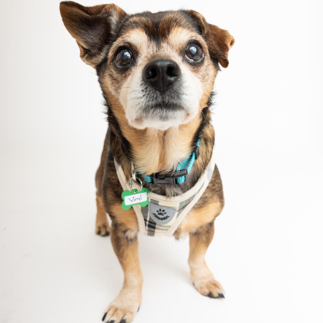 Enlarge Vinyl 13903, a Adoptable Chihuahua in San Francisco, CA image 4/6