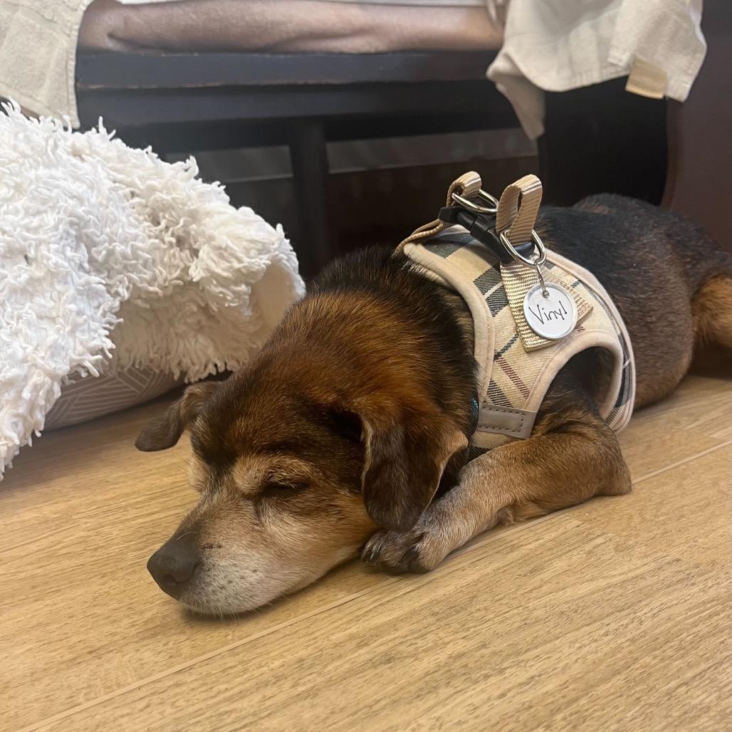 Enlarge Vinyl 13903, a Adoptable Chihuahua in San Francisco, CA image 5/6