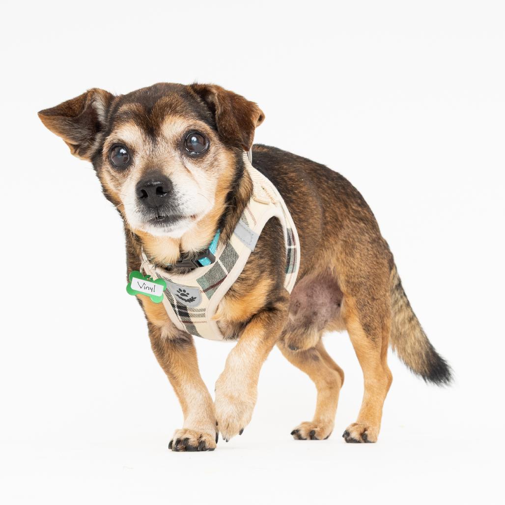 Enlarge Vinyl 13903, a Adoptable Chihuahua in San Francisco, CA image 6/6