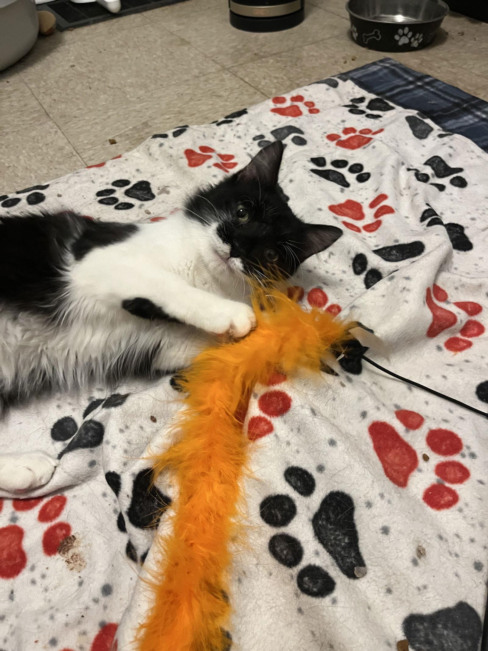 Enlarge Thomas O'Malley, a Adoptable Domestic Long Hair in Tonawanda, NY image 1/3