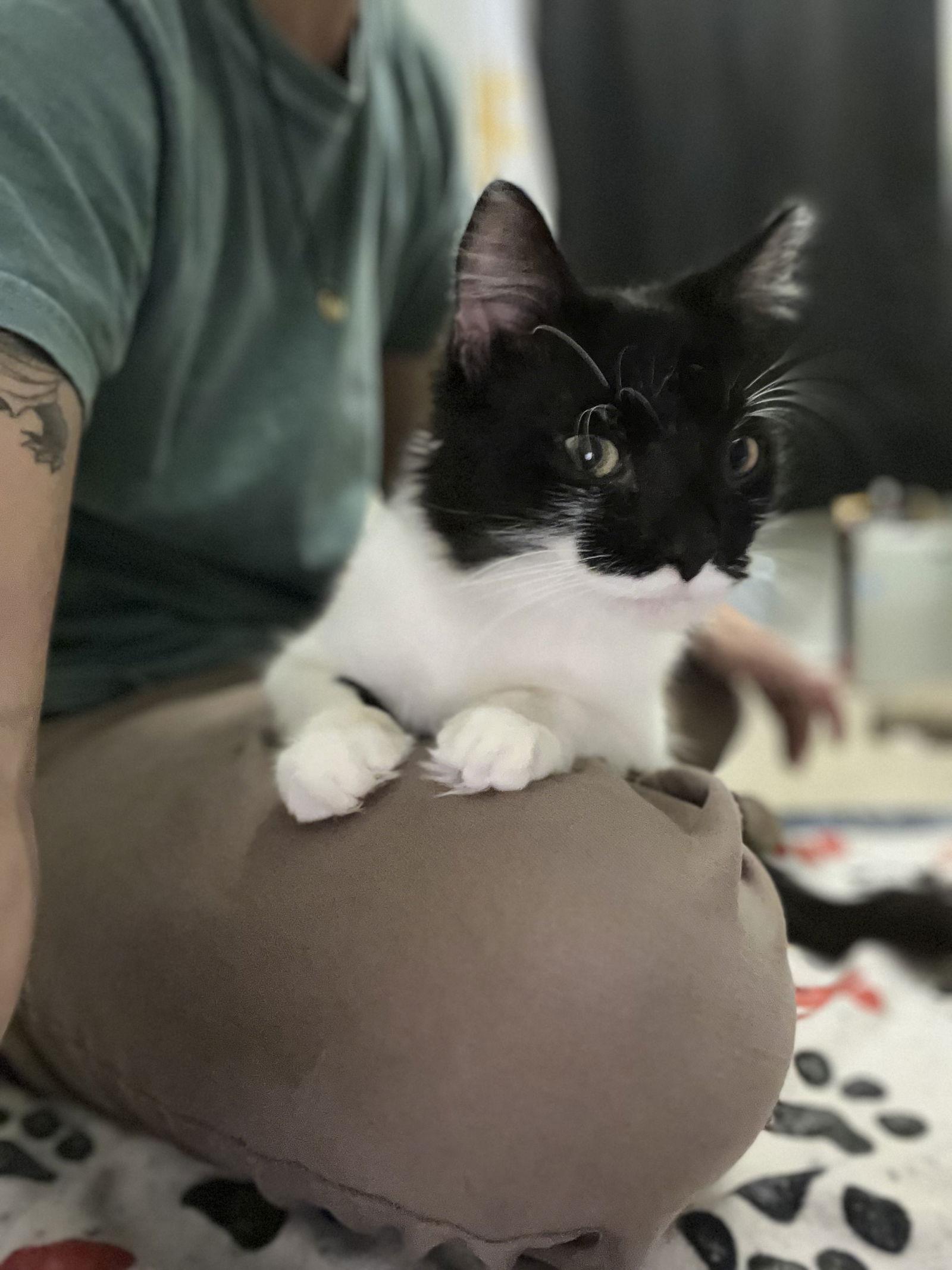 Enlarge Thomas O'Malley, a Adoptable Domestic Long Hair in Tonawanda, NY image 2/3