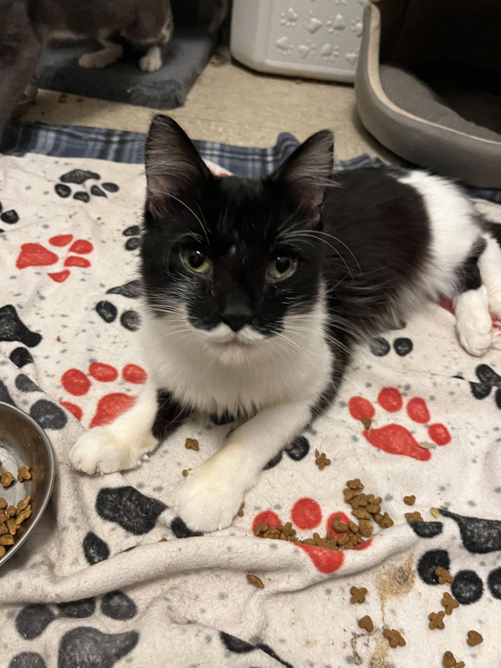 Enlarge Thomas O'Malley, a Adoptable Domestic Long Hair in Tonawanda, NY image 3/3