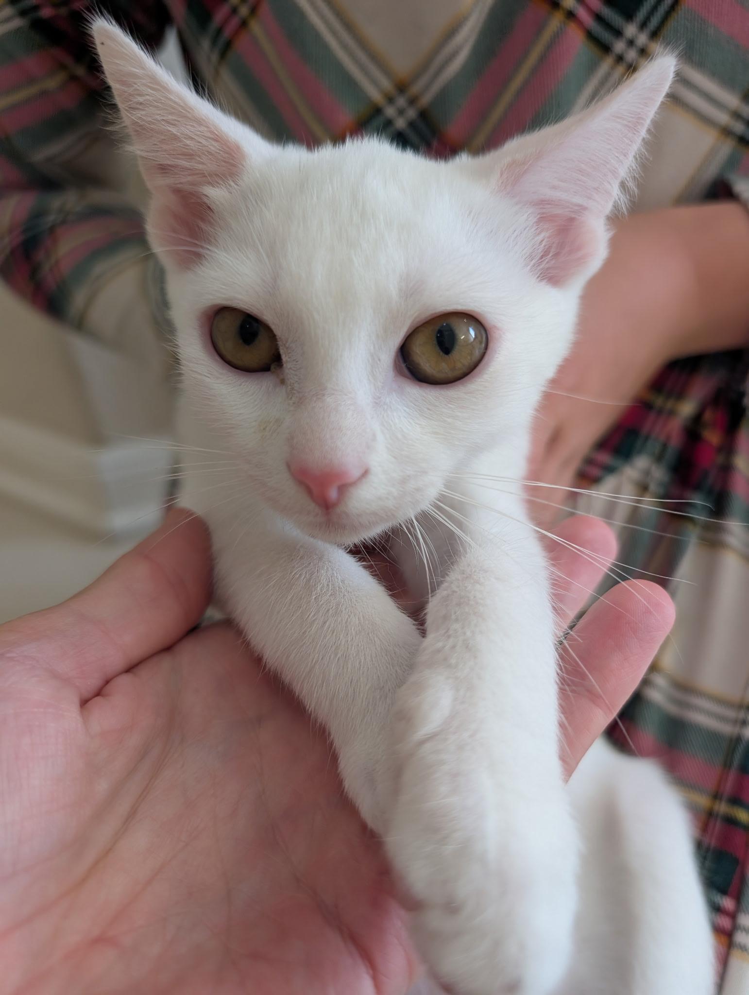 Drift - Riley Fuzzel Petsmart