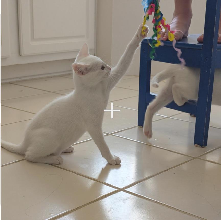 Drift - Riley Fuzzel Petsmart