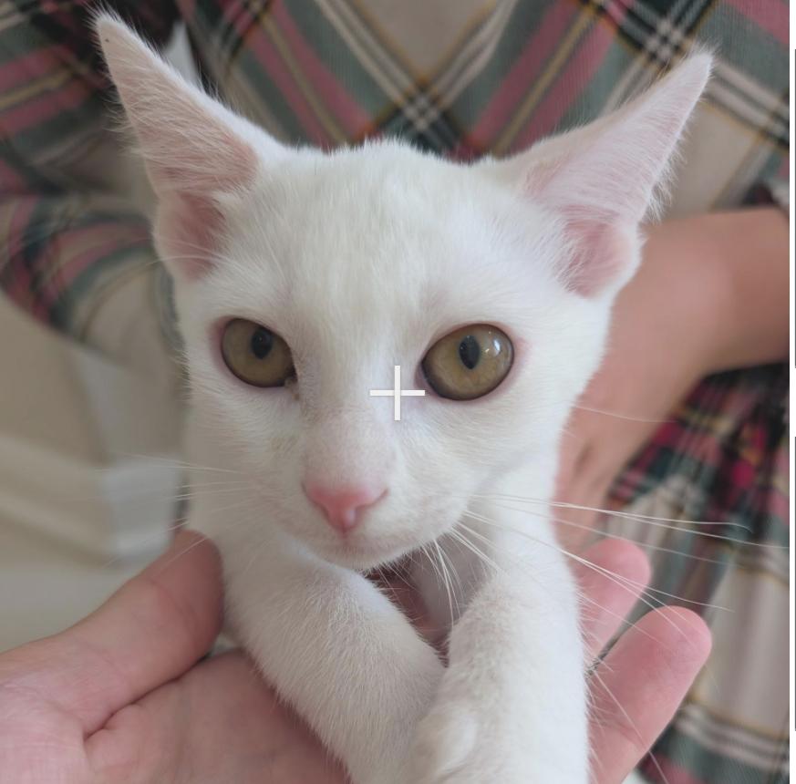 Drift - Riley Fuzzel Petsmart