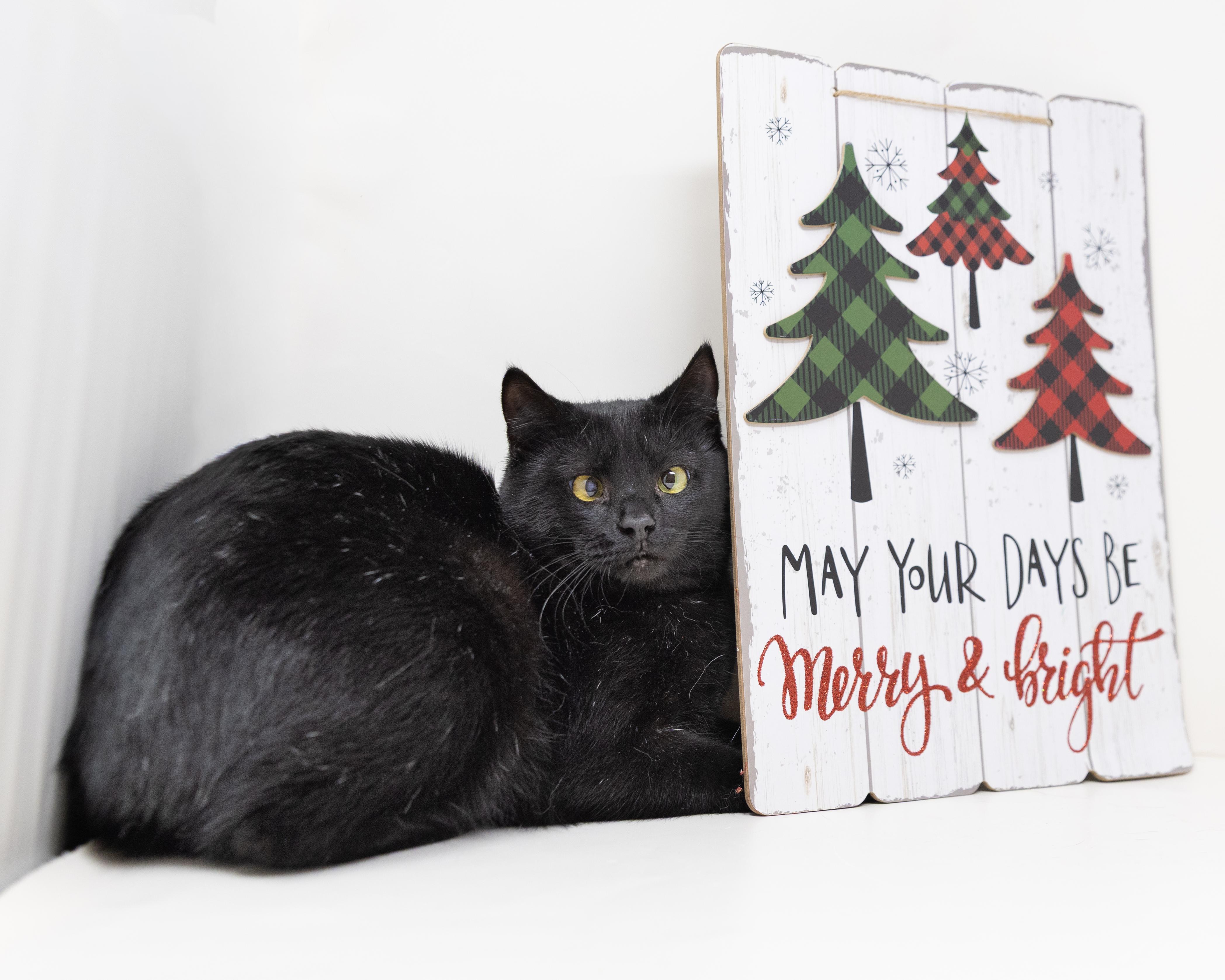 Annie, a Adoptable Manx in Lewisville, TX image 2/6