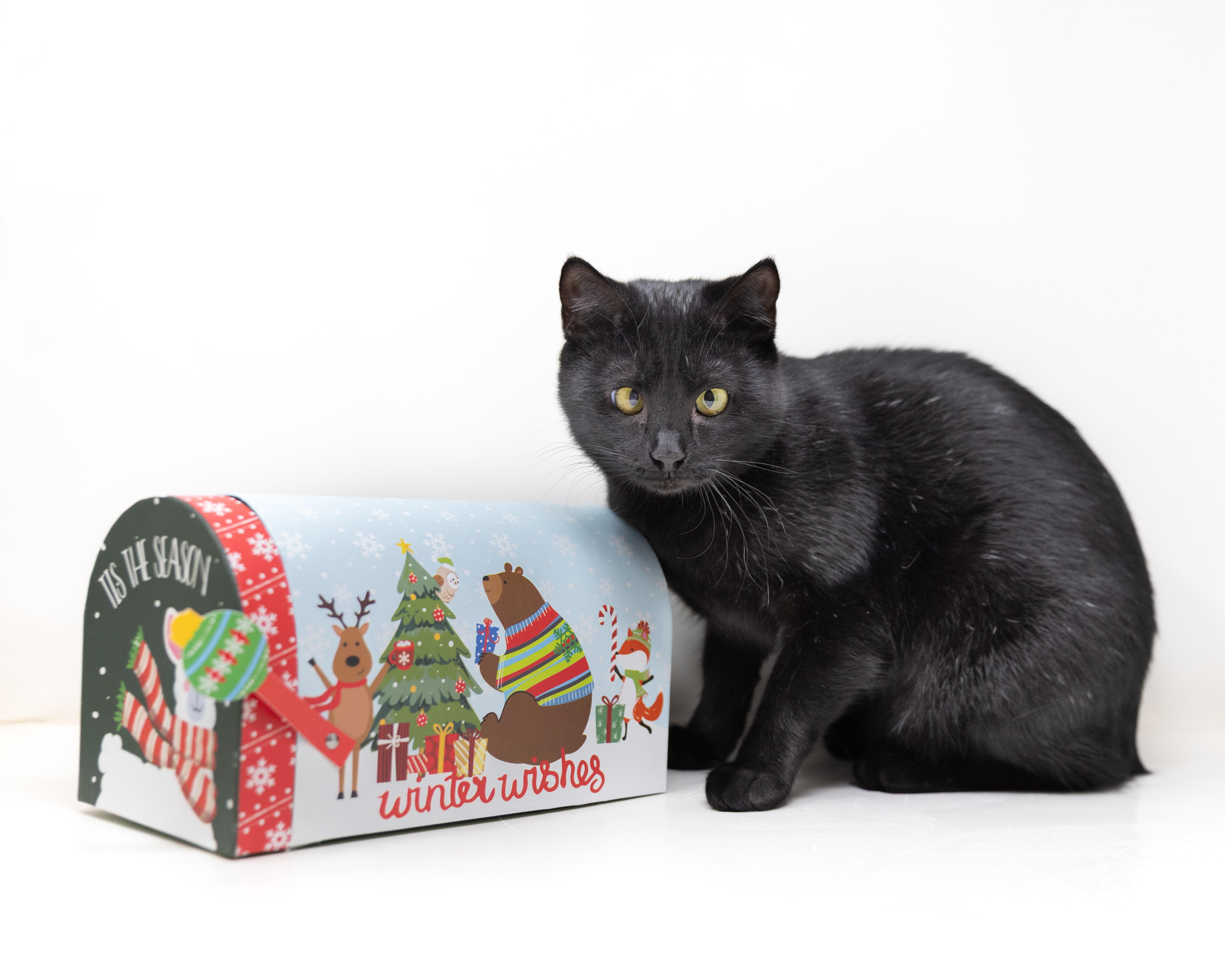 Annie, Adoptable, Young Female Manx.