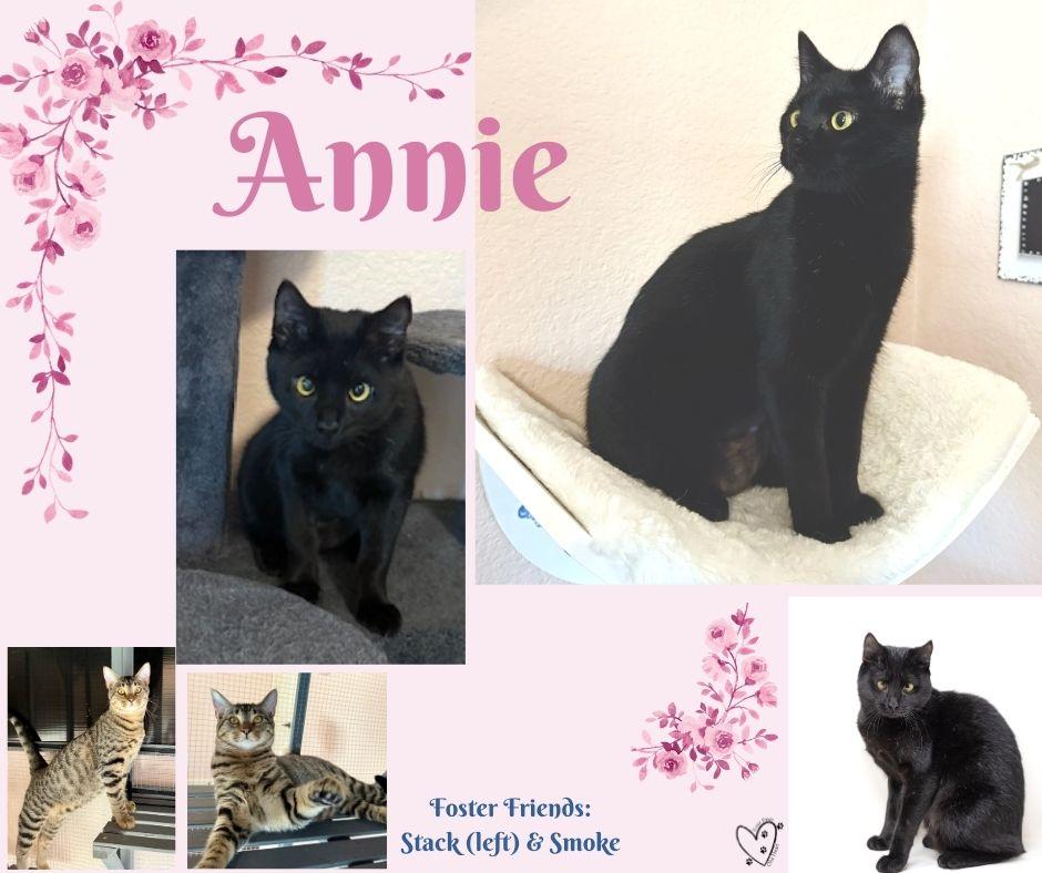 Enlarge Annie, a Adoptable Manx in Lewisville, TX image 3/6