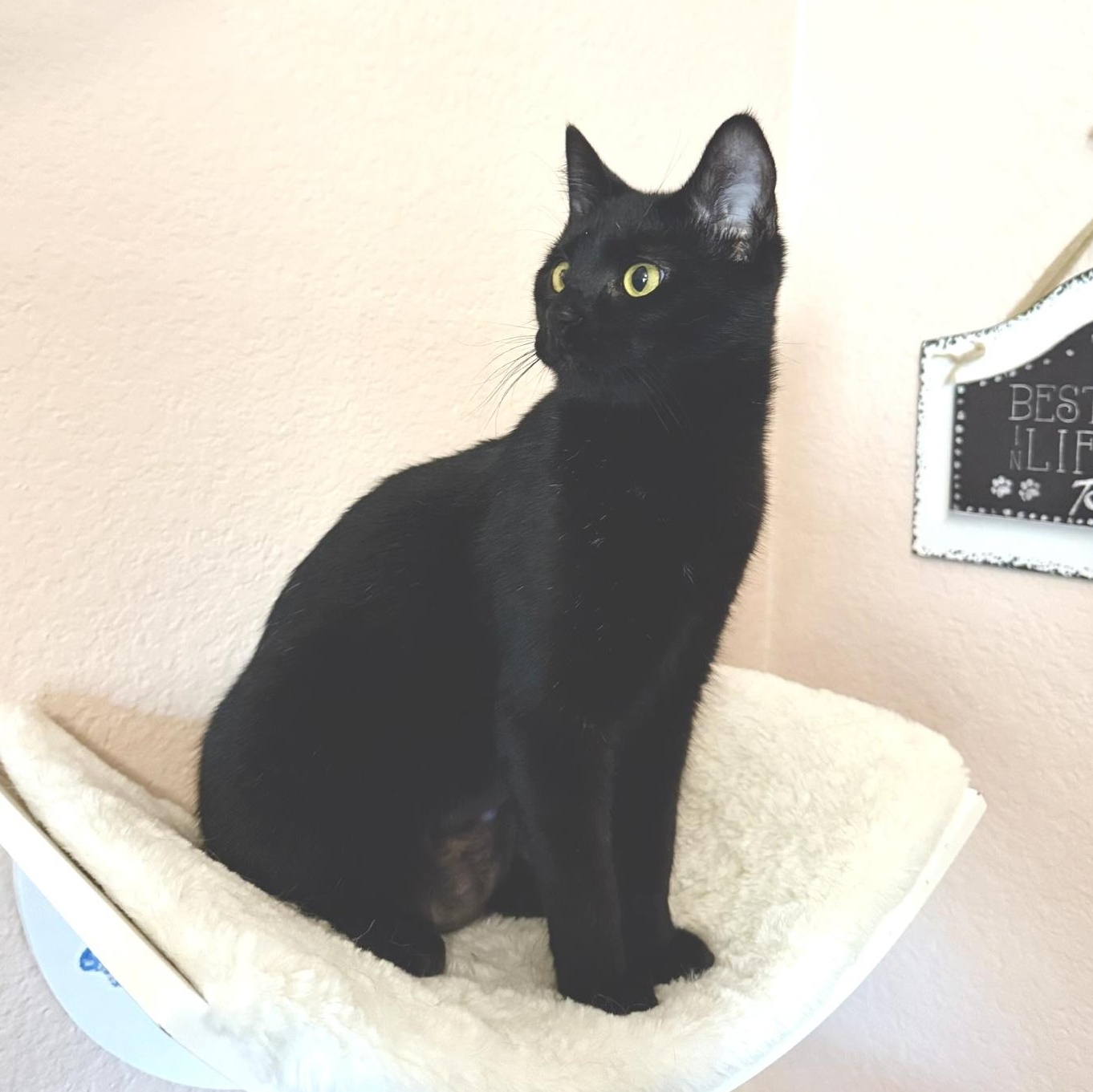 Annie, Adoptable, Young Female Manx.