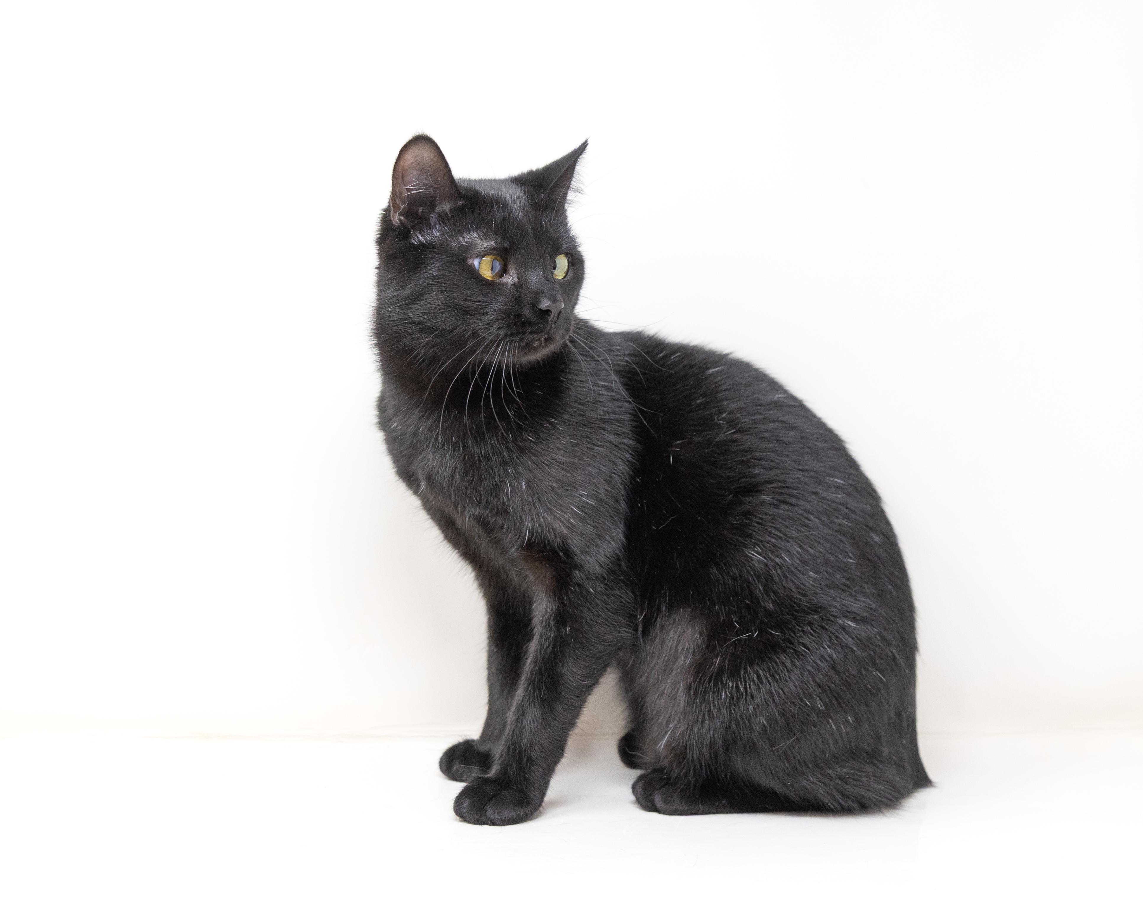 Annie, a Adoptable Manx in Lewisville, TX image 3/6