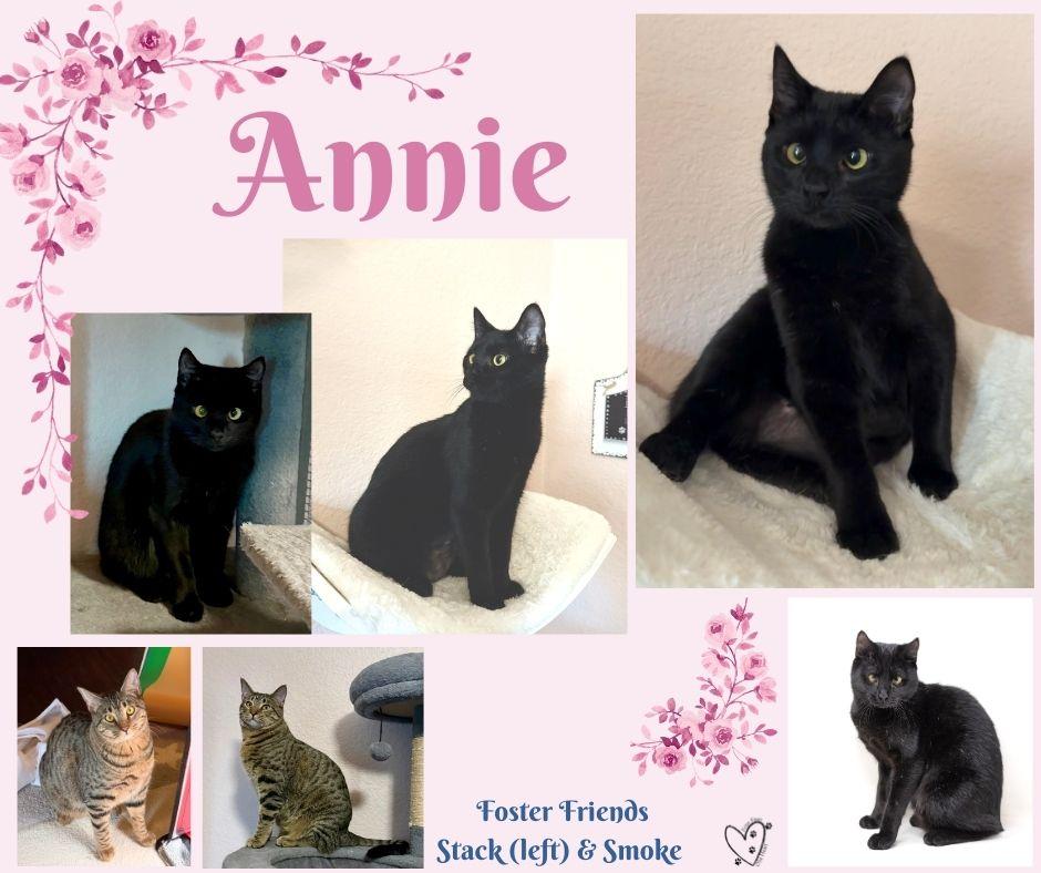 Enlarge Annie, an adopted Manx in Lewisville, TX image 3/6