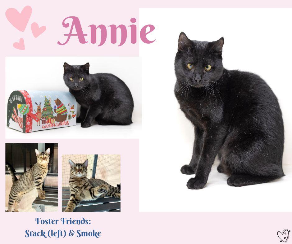 Annie, a Adoptable Manx in Lewisville, TX image 6/6