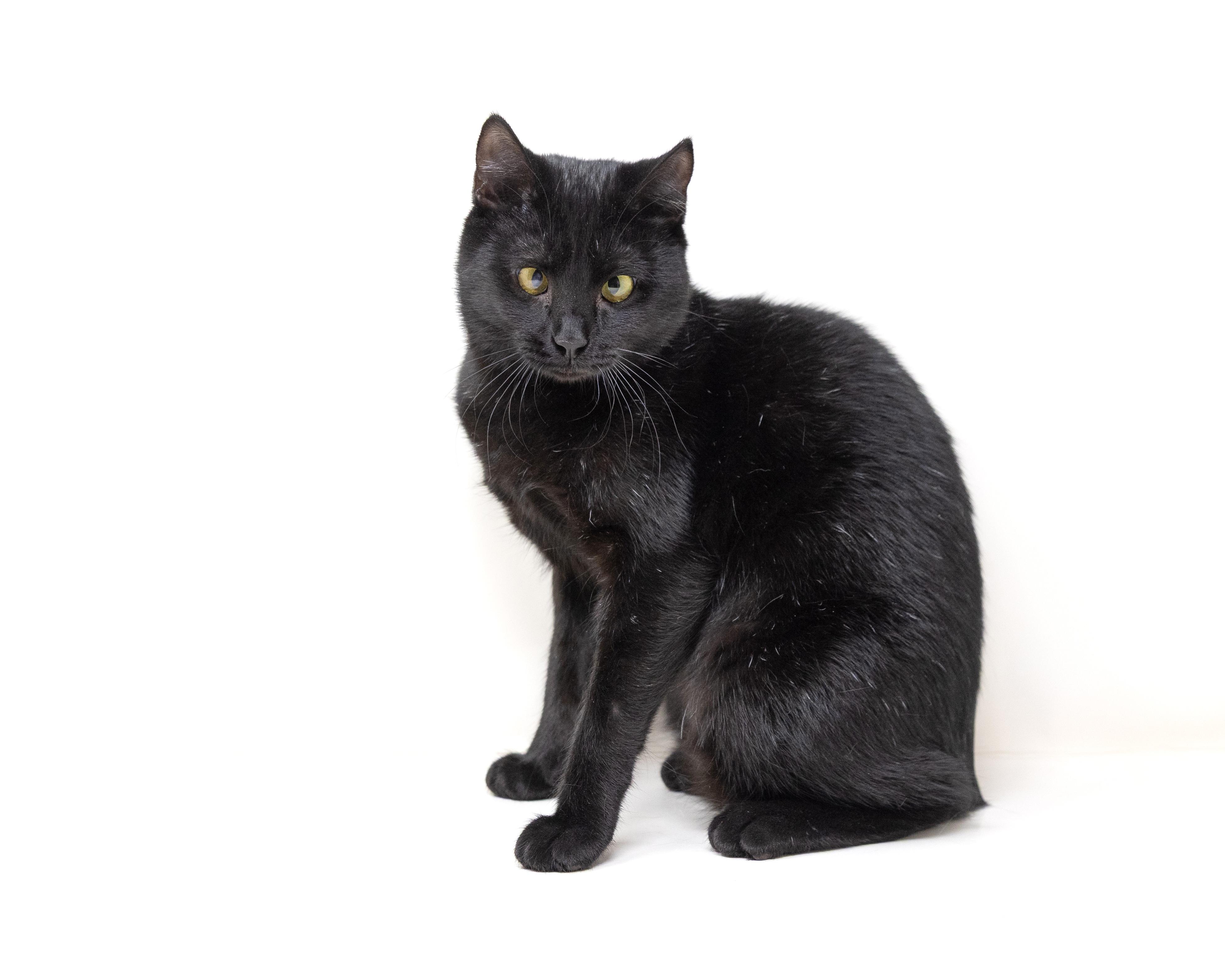 Annie, a Adoptable Manx in Lewisville, TX image 4/6