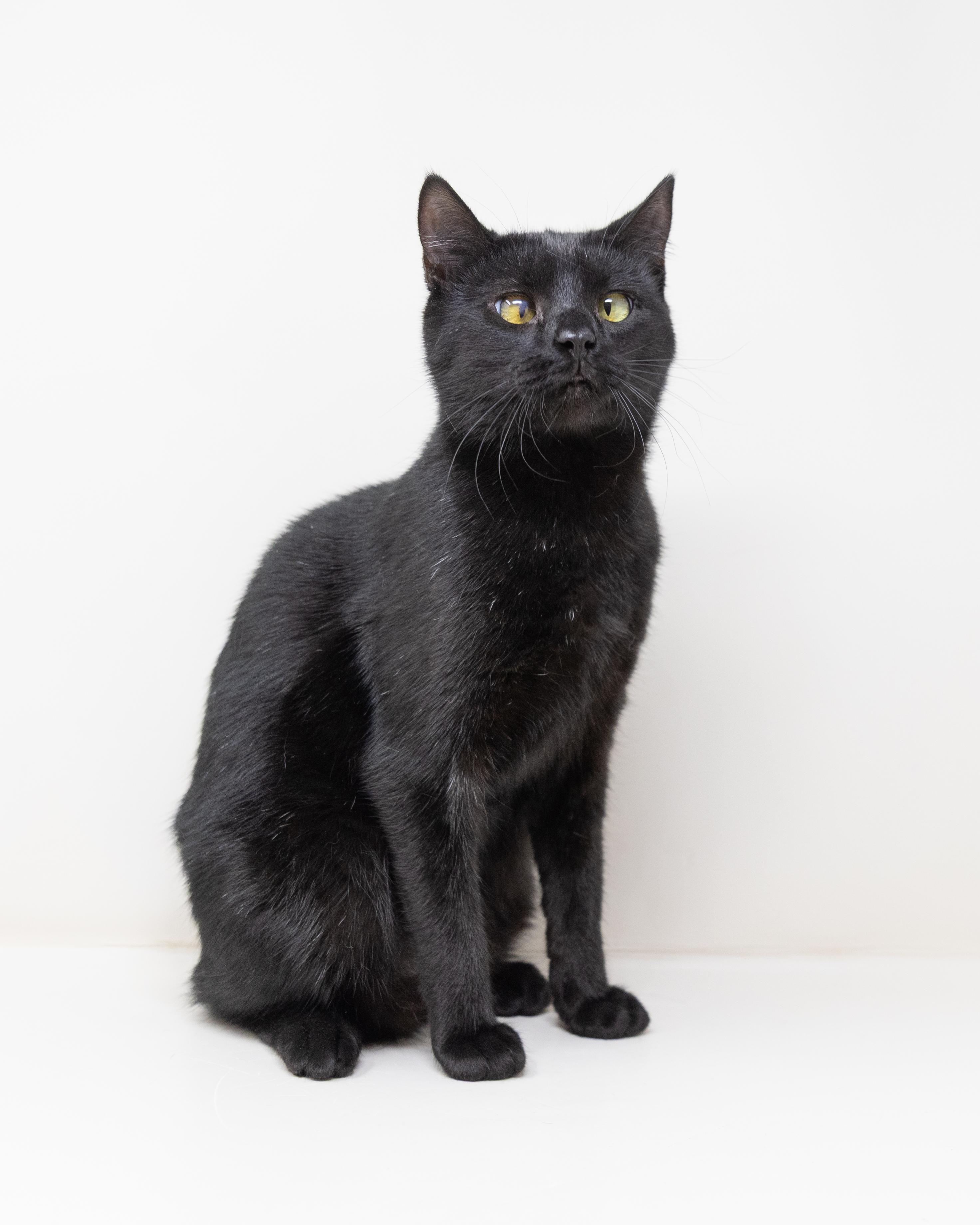 Annie, a Adoptable Manx in Lewisville, TX image 5/6