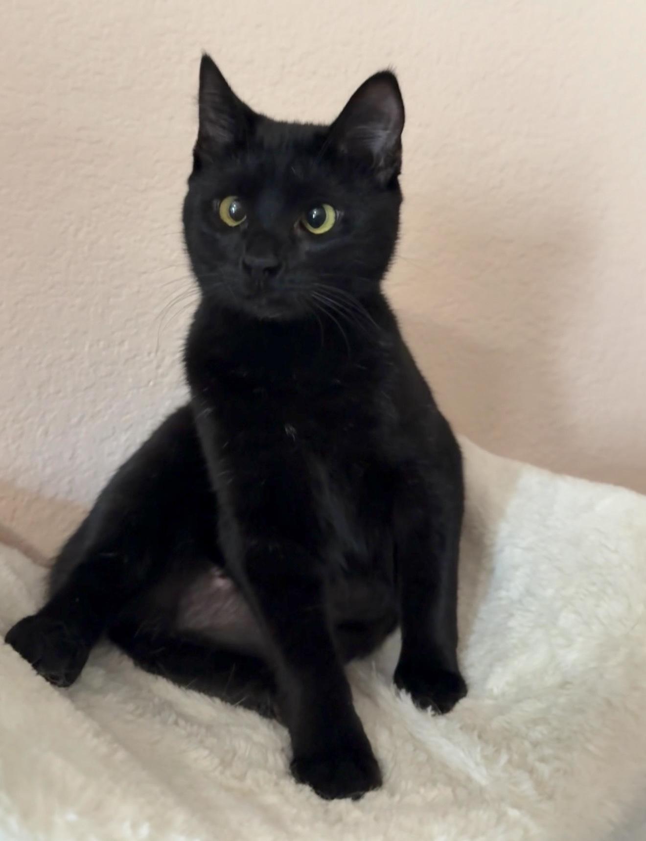 Enlarge Annie, an adopted Manx in Lewisville, TX image 1/6