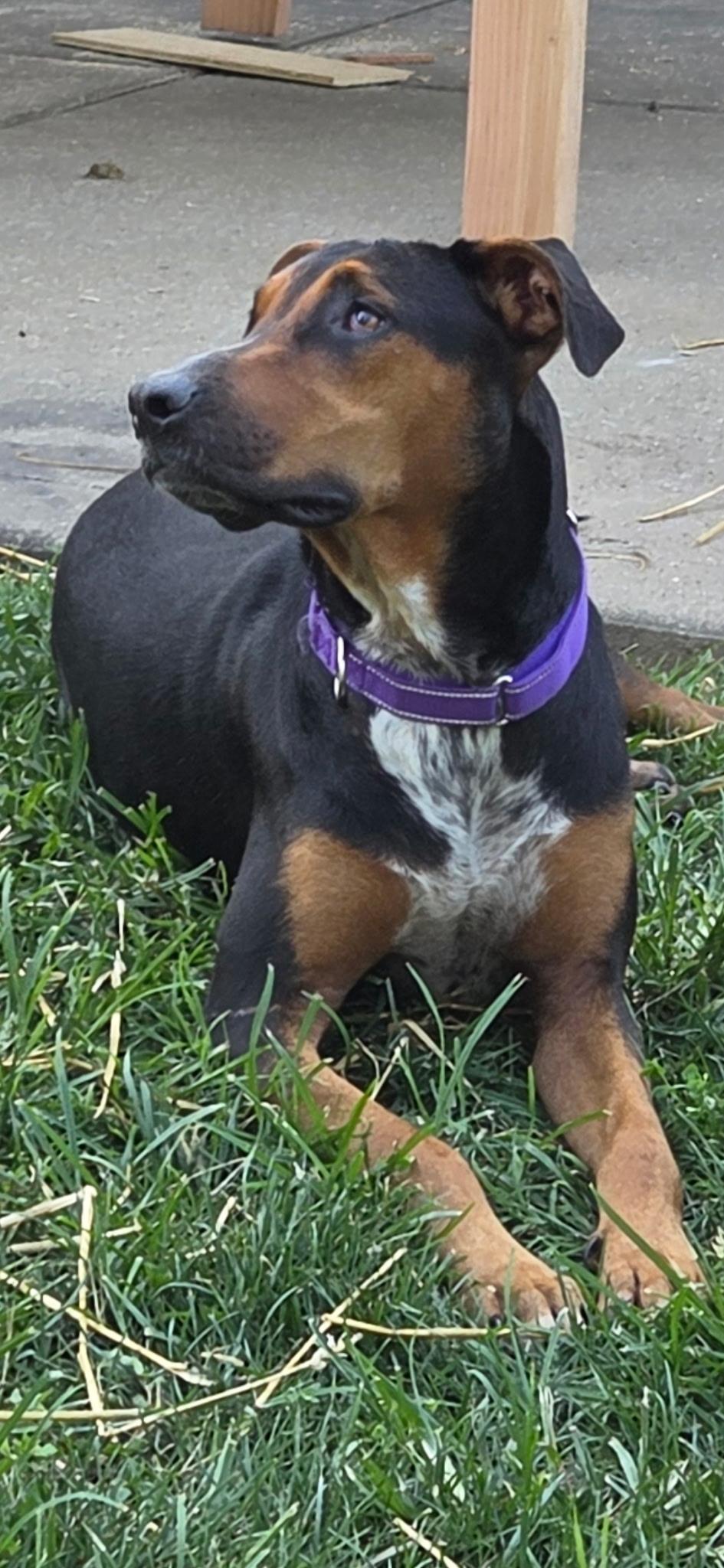Kelly, a ADOPTABLE mixed breed in Saint Charles, MO image 3/3