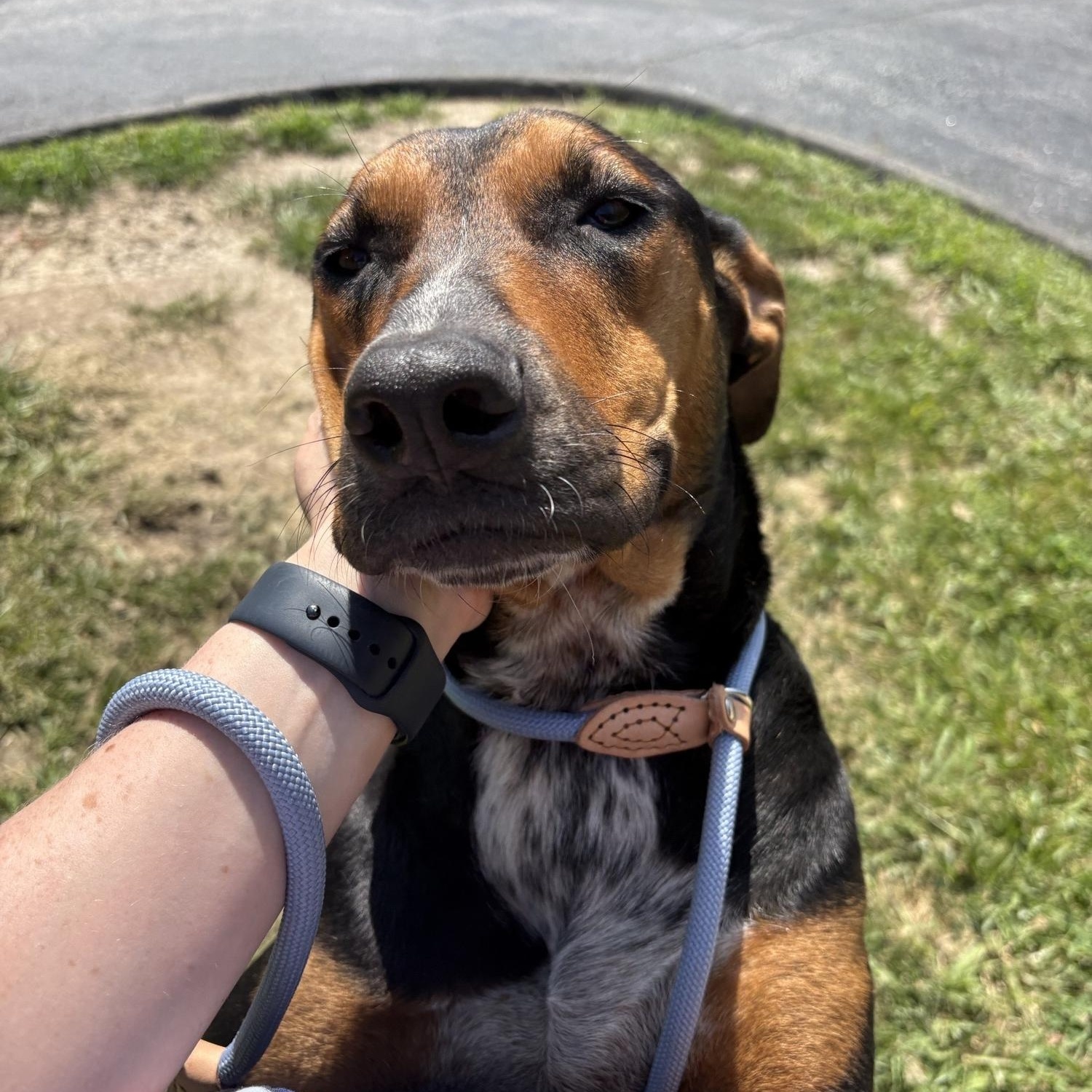 Kelly, ADOPTABLE, Young Female Black and Tan Coonhound.