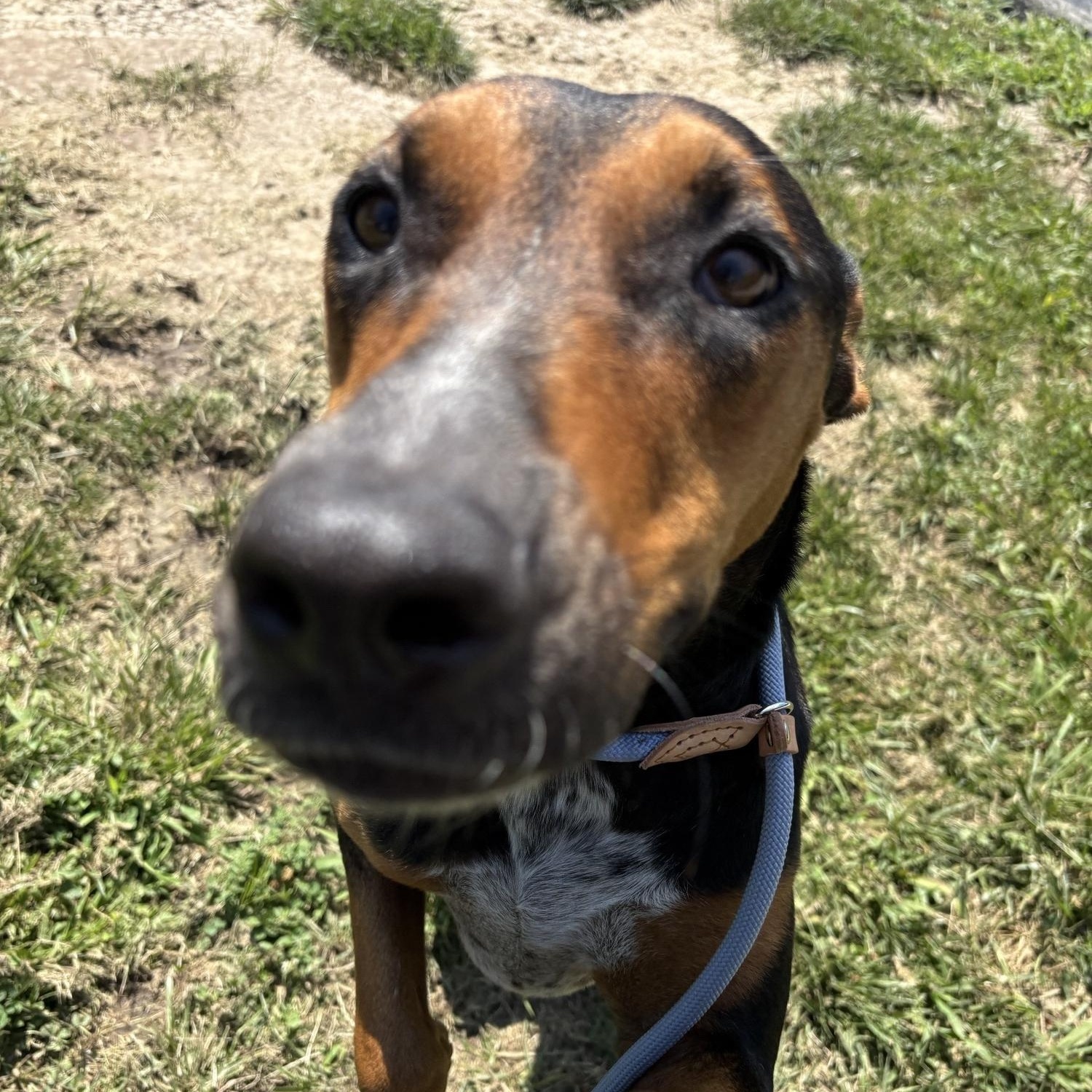 Kelly, a ADOPTABLE mixed breed in Saint Charles, MO image 2/3