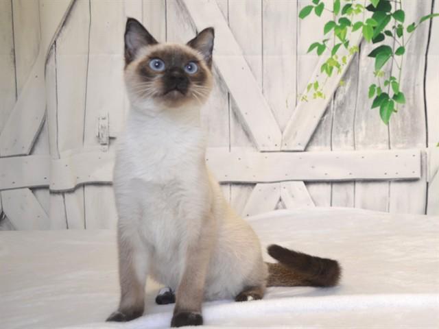 MR.ED, Adoptable, Kitten Male Siamese & Domestic Short Hair.