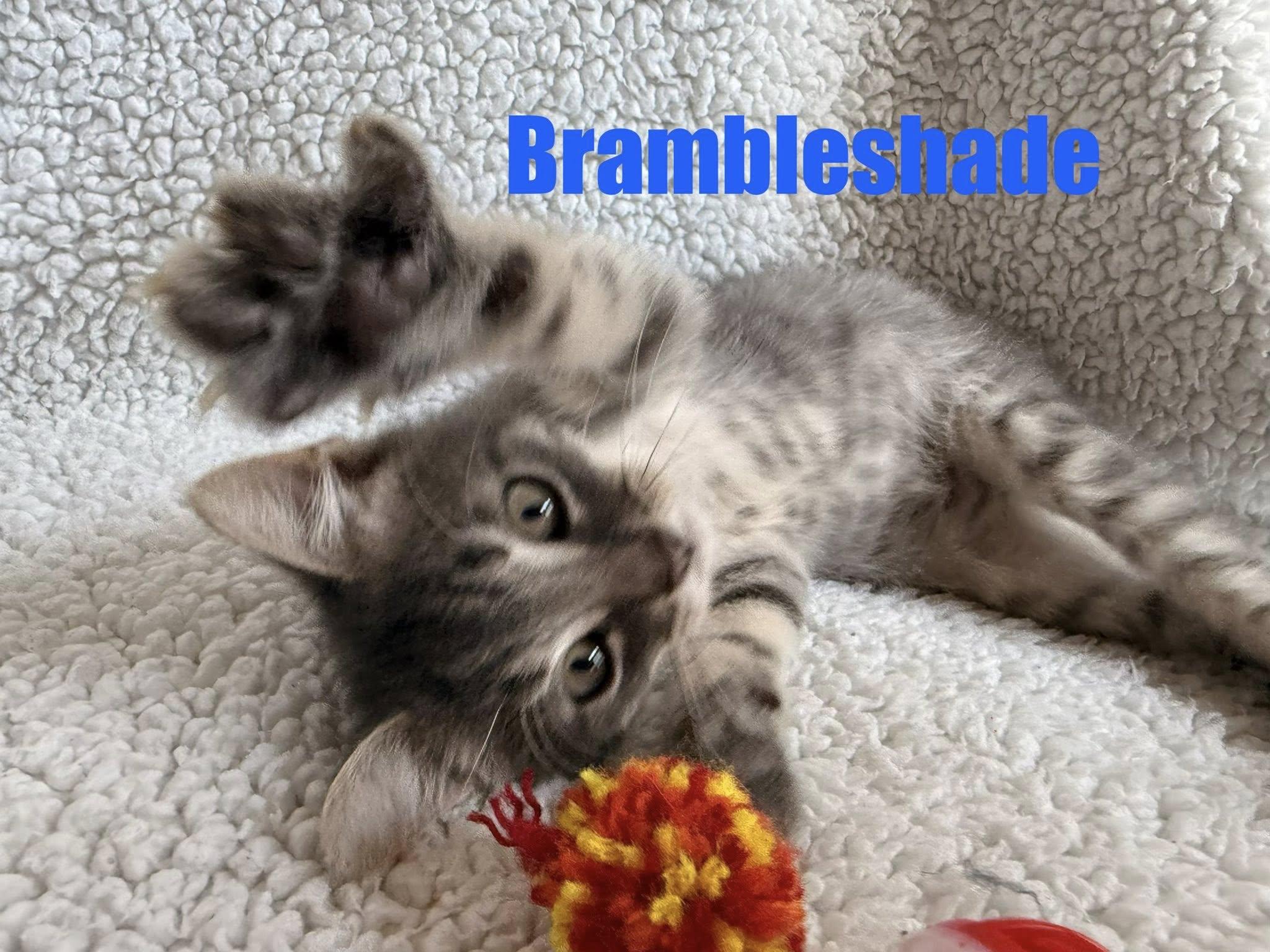 Brambleshade