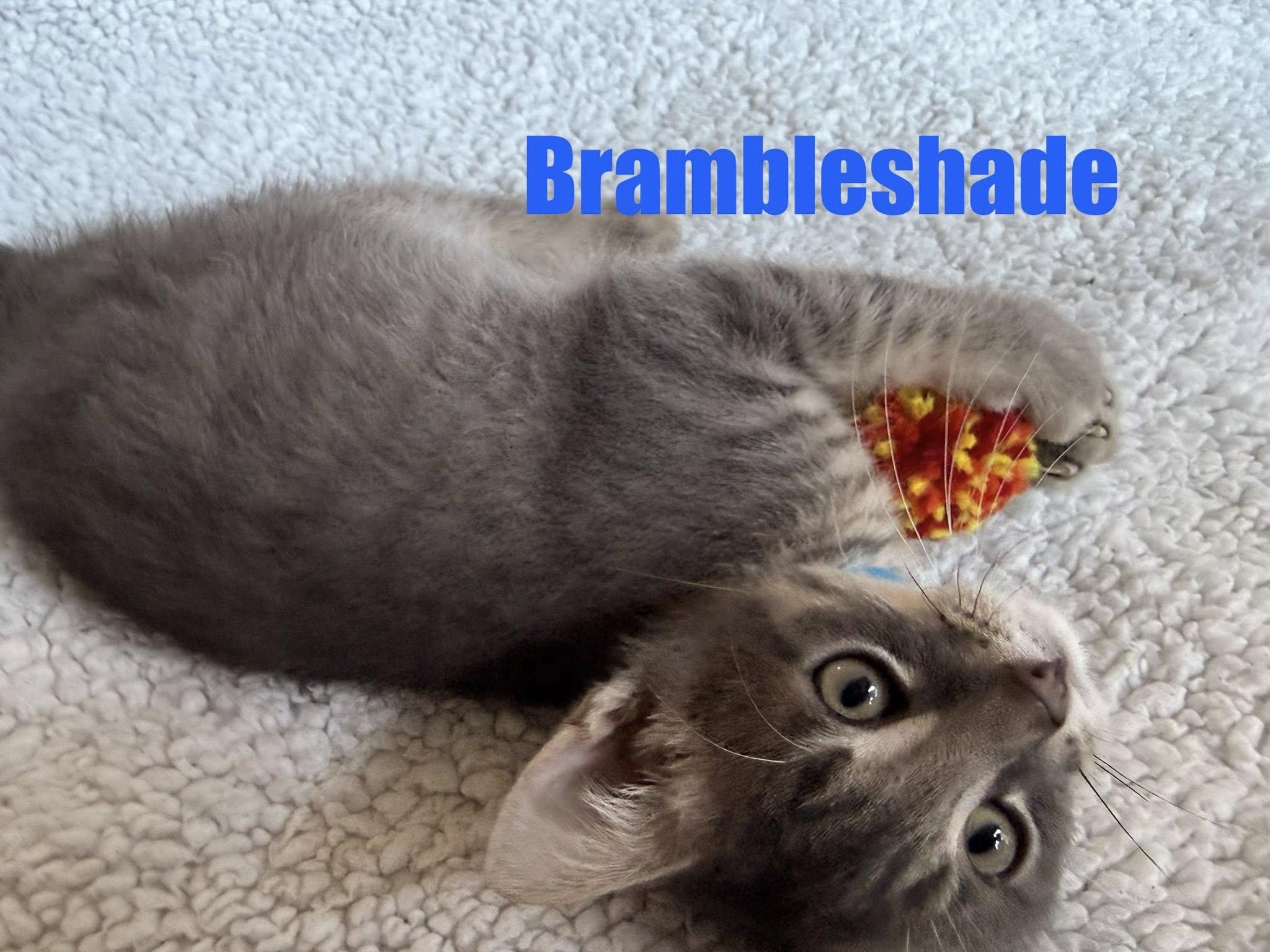 Brambleshade