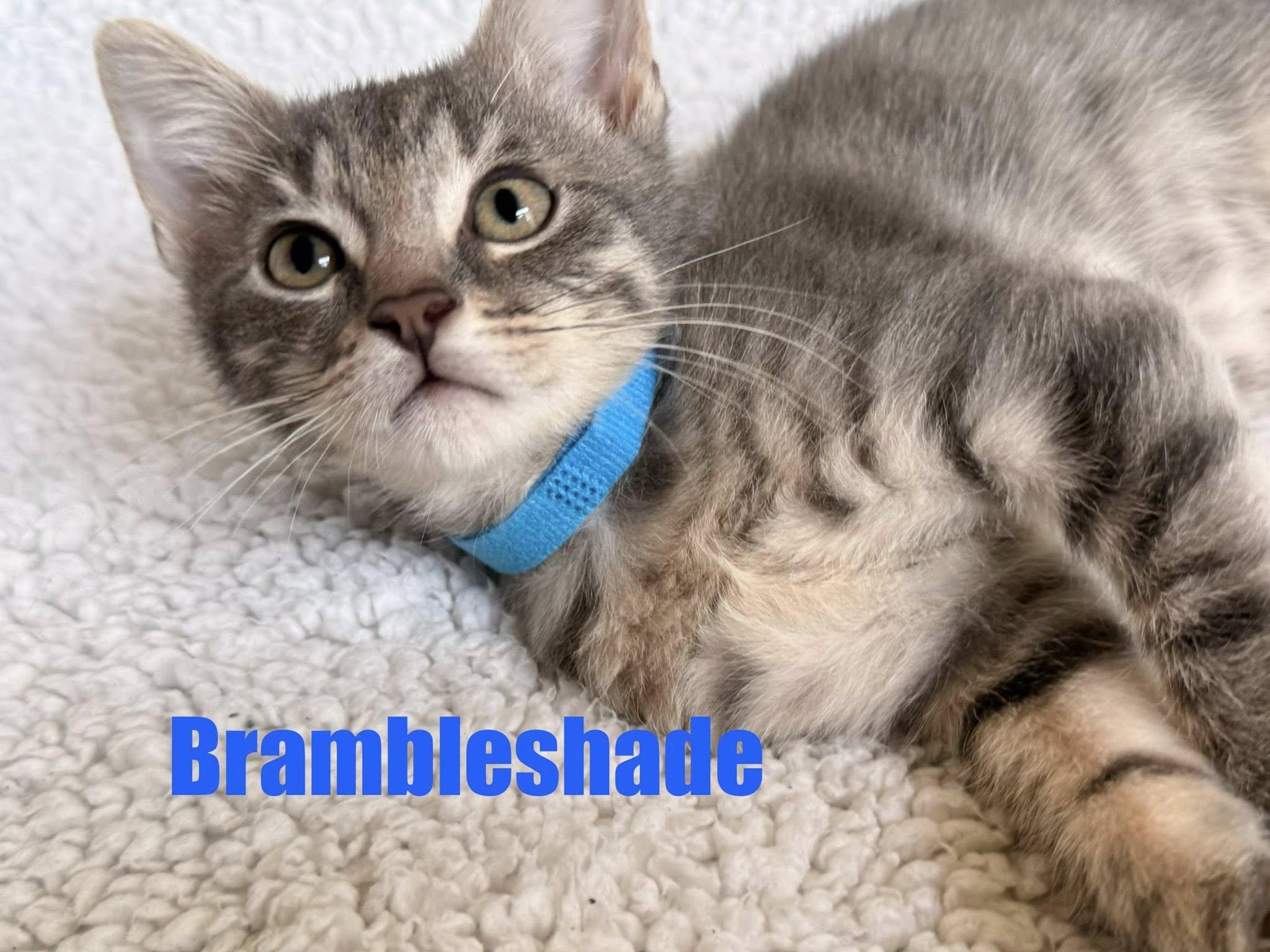 Brambleshade