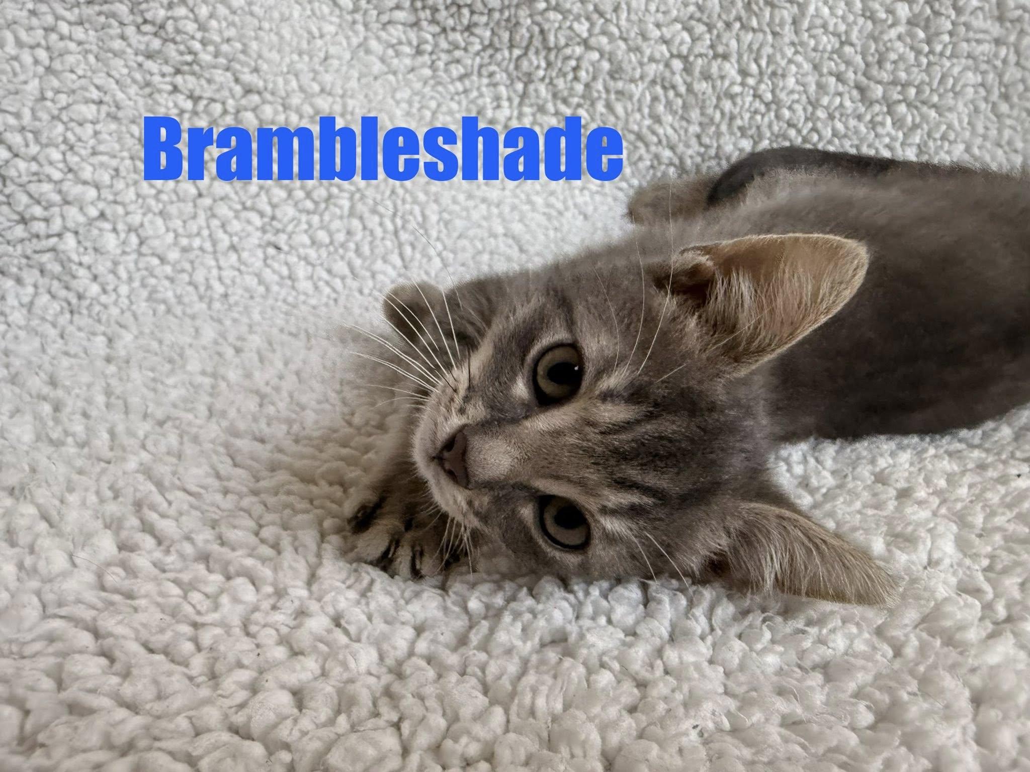 Brambleshade