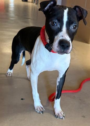REESES PUFF, Adoptable, Young Female Parson Russell Terrier & Mixed Breed.