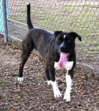 Enlarge Sui, a ADOPTABLE mixed breed in Inverness, FL image 3/3