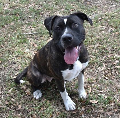 Enlarge Sui, a ADOPTABLE mixed breed in Inverness, FL image 2/3