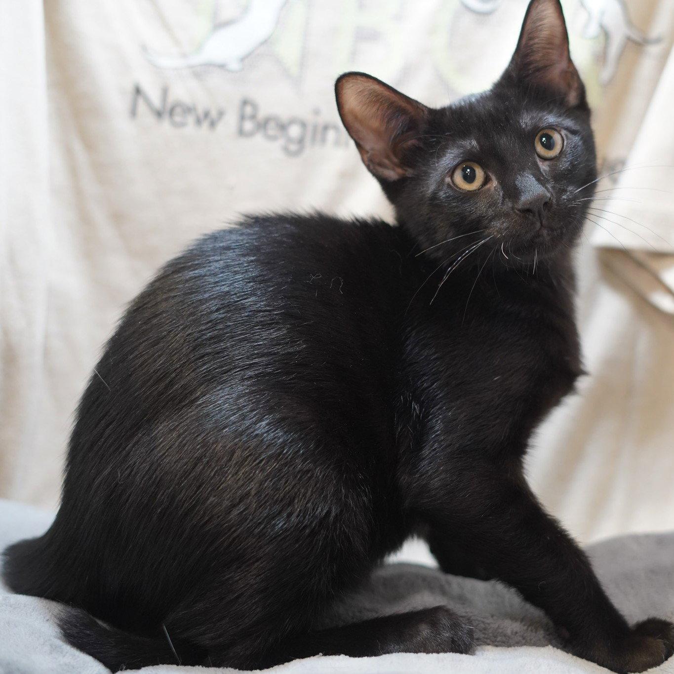 Franky, a Adoptable Domestic Short Hair in Garland, TX image 1/3