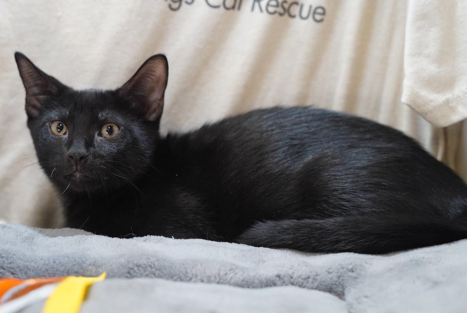 Franky, a Adoptable Domestic Short Hair in Garland, TX image 2/3