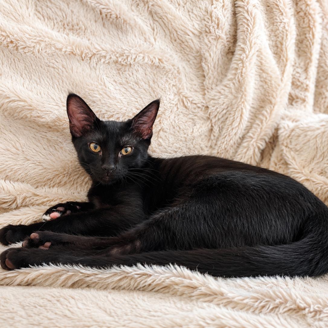 Enlarge Franky, a Adoptable Domestic Short Hair in Garland, TX image 2/3