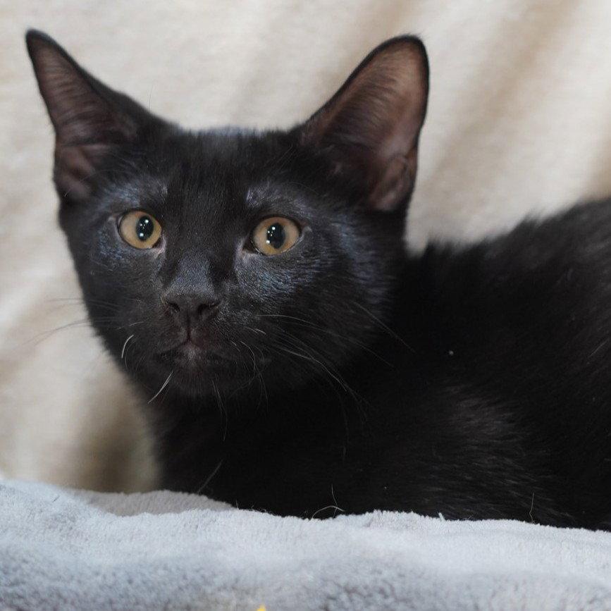 Franky, a Adoptable Domestic Short Hair in Garland, TX image 3/3