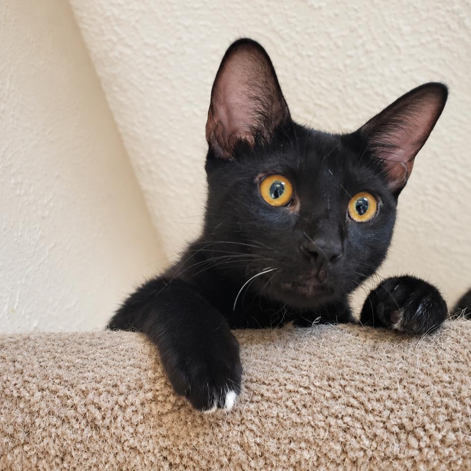 Enlarge Franky, a Adoptable Domestic Short Hair in Garland, TX image 3/3