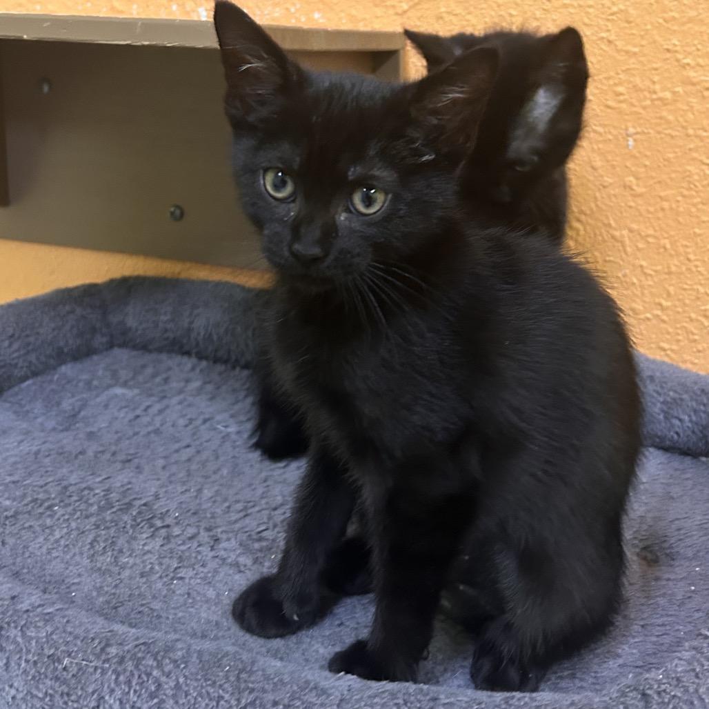 Enlarge Rachel, a Adoptable Domestic Short Hair in Fresno, CA image 1/2