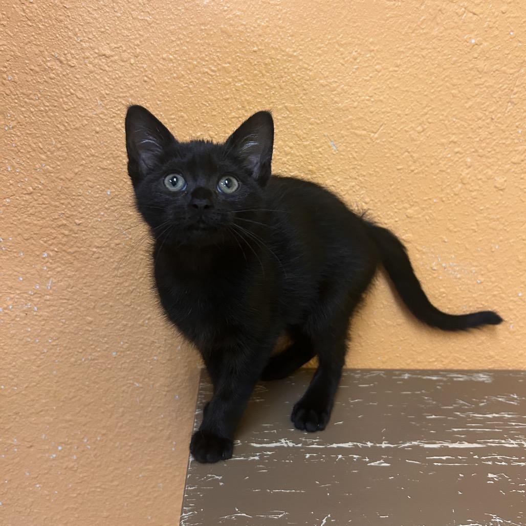 Enlarge Rachel, a Adoptable Domestic Short Hair in Fresno, CA image 2/2