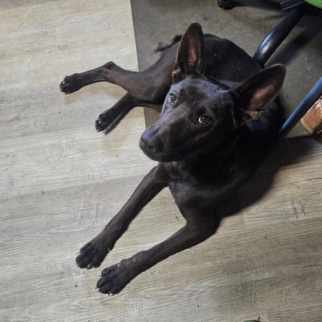 Chula, Adoptable, Adult Female Shepherd.