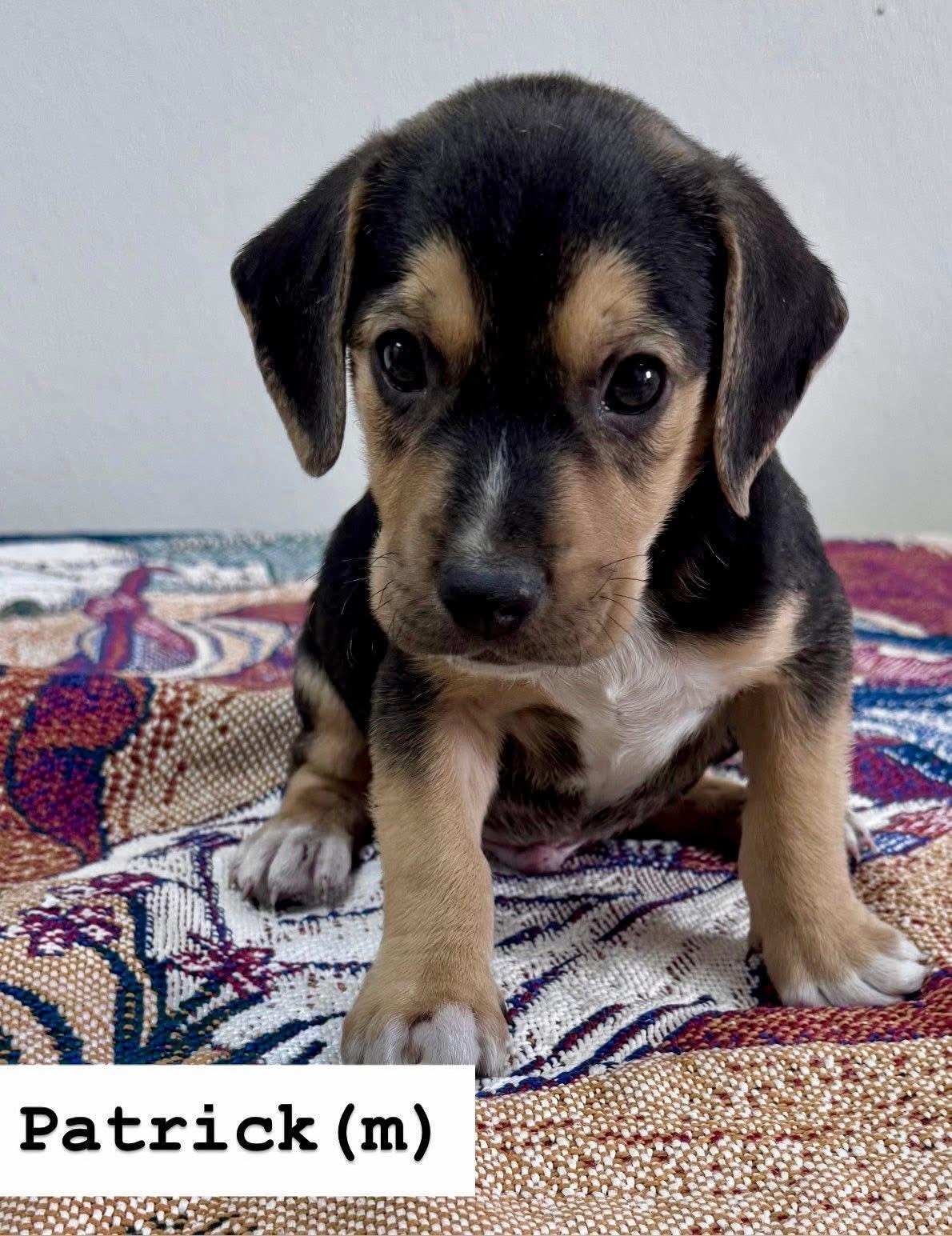 Patrick , ADOPTABLE, Puppy Male Black Labrador Retriever.