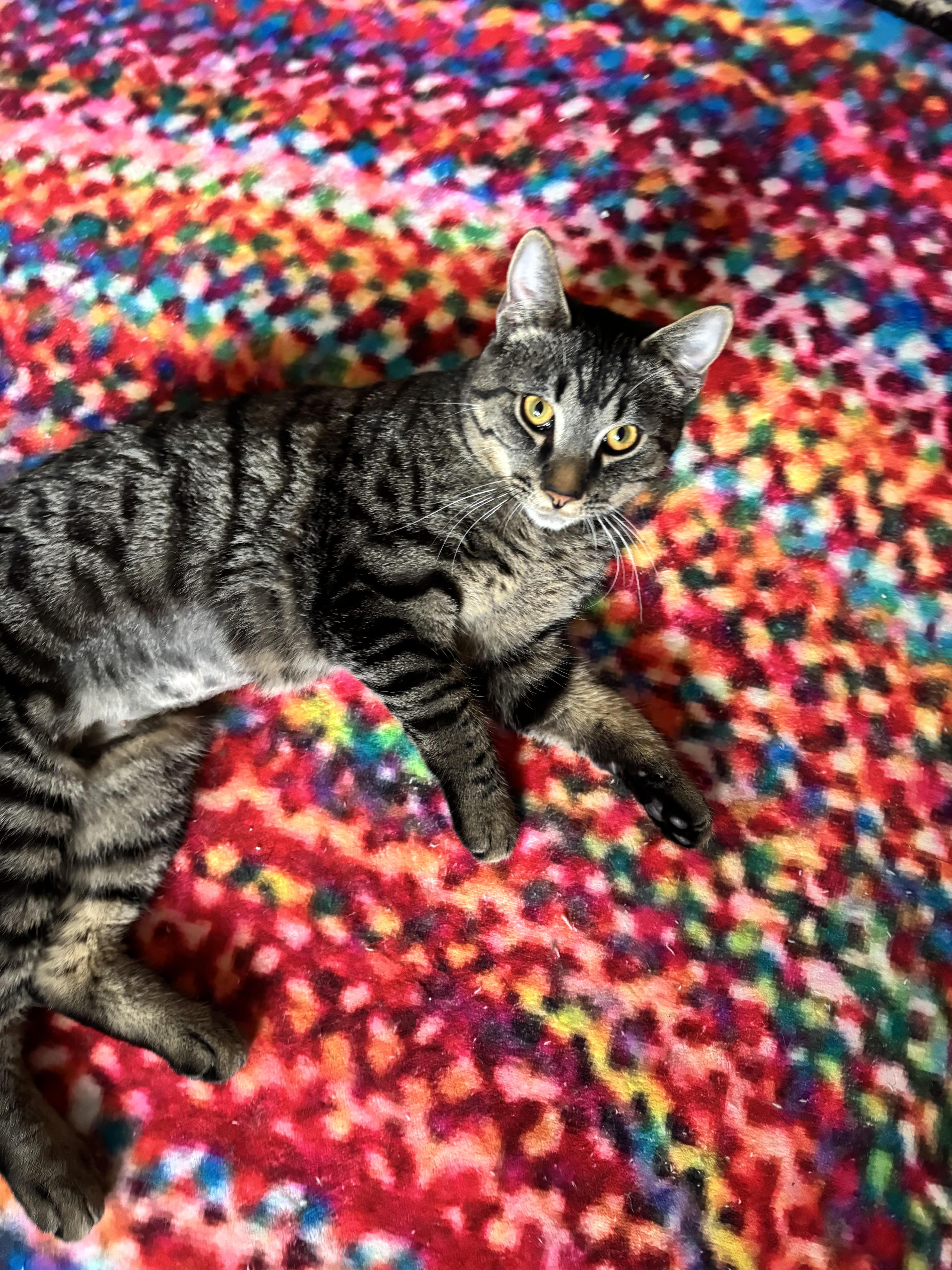 Enlarge Derek, a ADOPTABLE Domestic Short Hair in Johnstown, PA image 1/1