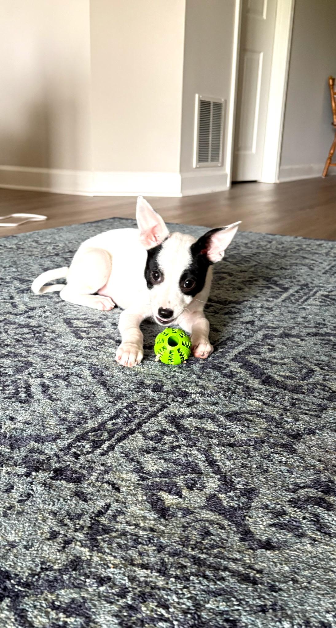 Enlarge Addie, a ADOPTABLE mixed breed in Crystal Lake, IL image 3/3