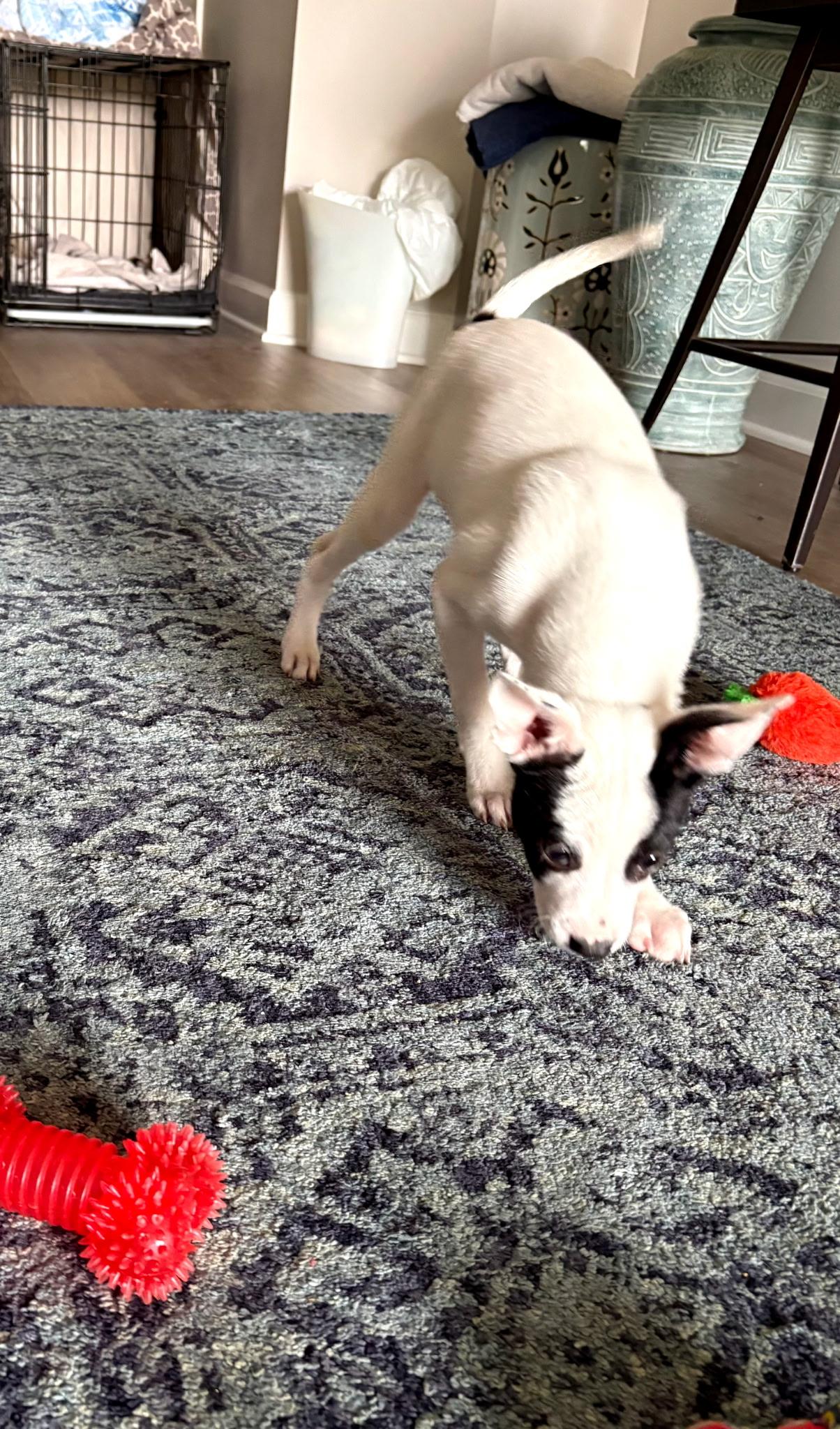 Enlarge Addie, a ADOPTABLE mixed breed in Crystal Lake, IL image 2/3