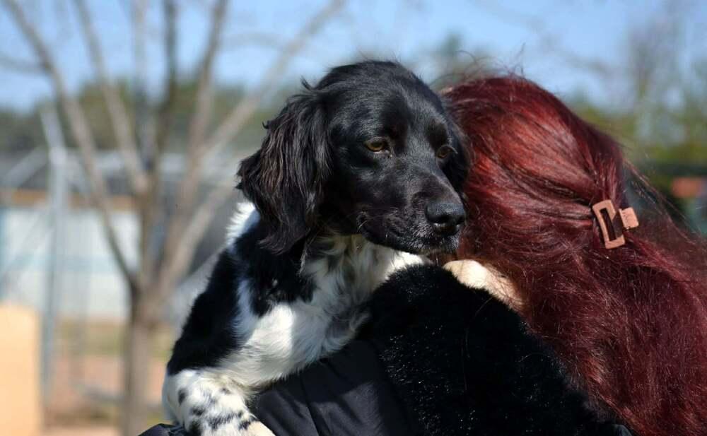 Available for Adoption - Lena (MI, USA), Adoptable, Puppy Female Brittany Spaniel.