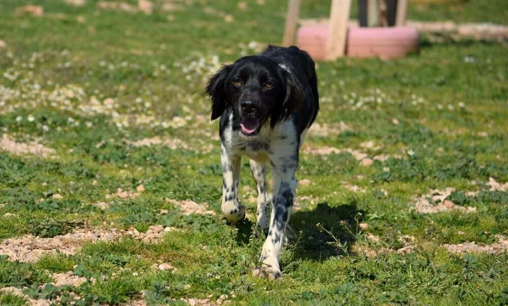 Enlarge Available for Adoption - Lena (MI, USA), a Adoptable Brittany Spaniel in Chelsea, MI image 2/5
