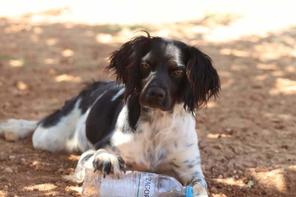 Enlarge Available for Adoption - Lena (MI, USA), a Adoptable Brittany Spaniel in Chelsea, MI image 3/5