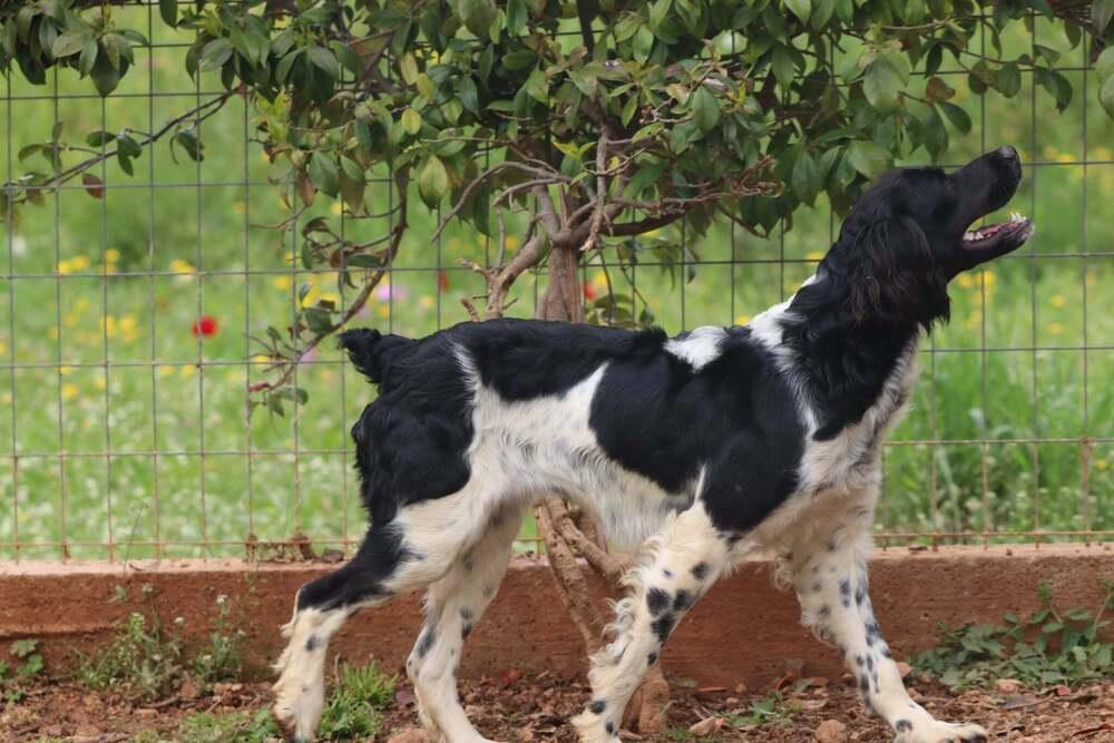 Enlarge Available for Adoption - Lena (MI, USA), a Adoptable Brittany Spaniel in Chelsea, MI image 4/5