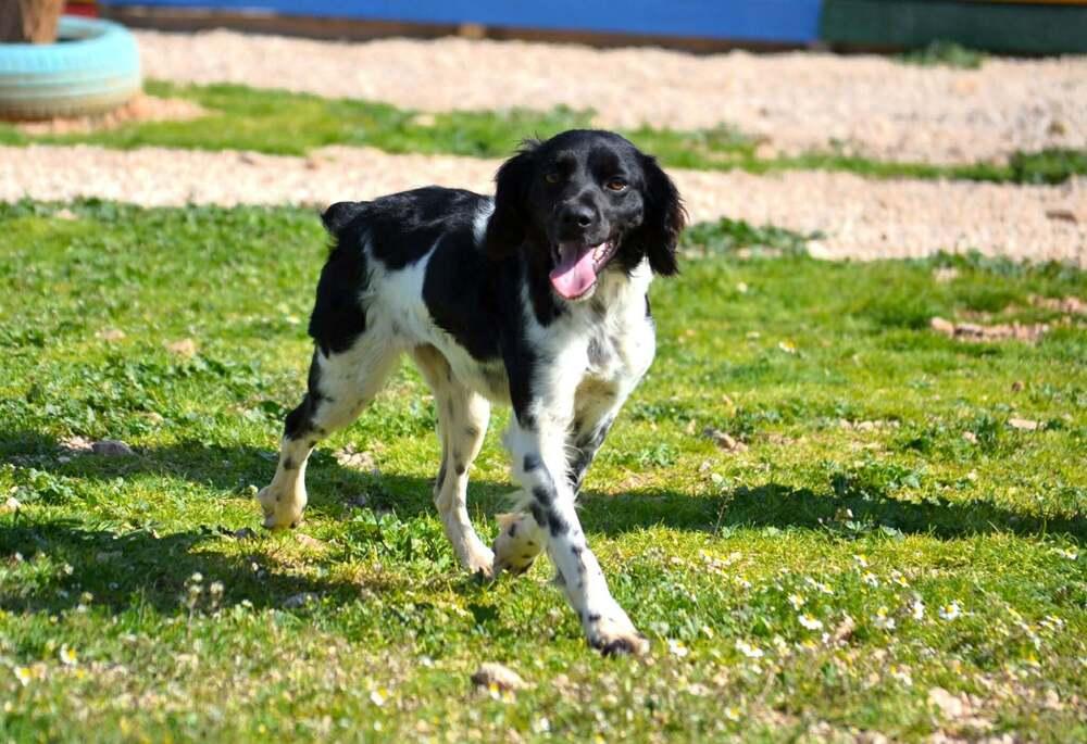Enlarge Available for Adoption - Lena (MI, USA), a Adoptable Brittany Spaniel in Chelsea, MI image 5/5