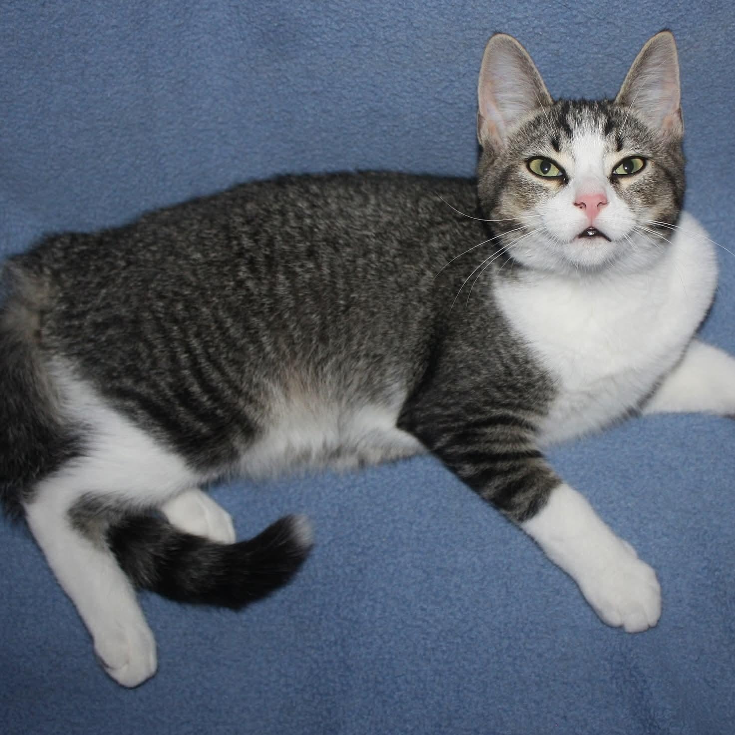 Enlarge Clayton, a Adoptable Domestic Short Hair in Fair Haven, VT image 1/1