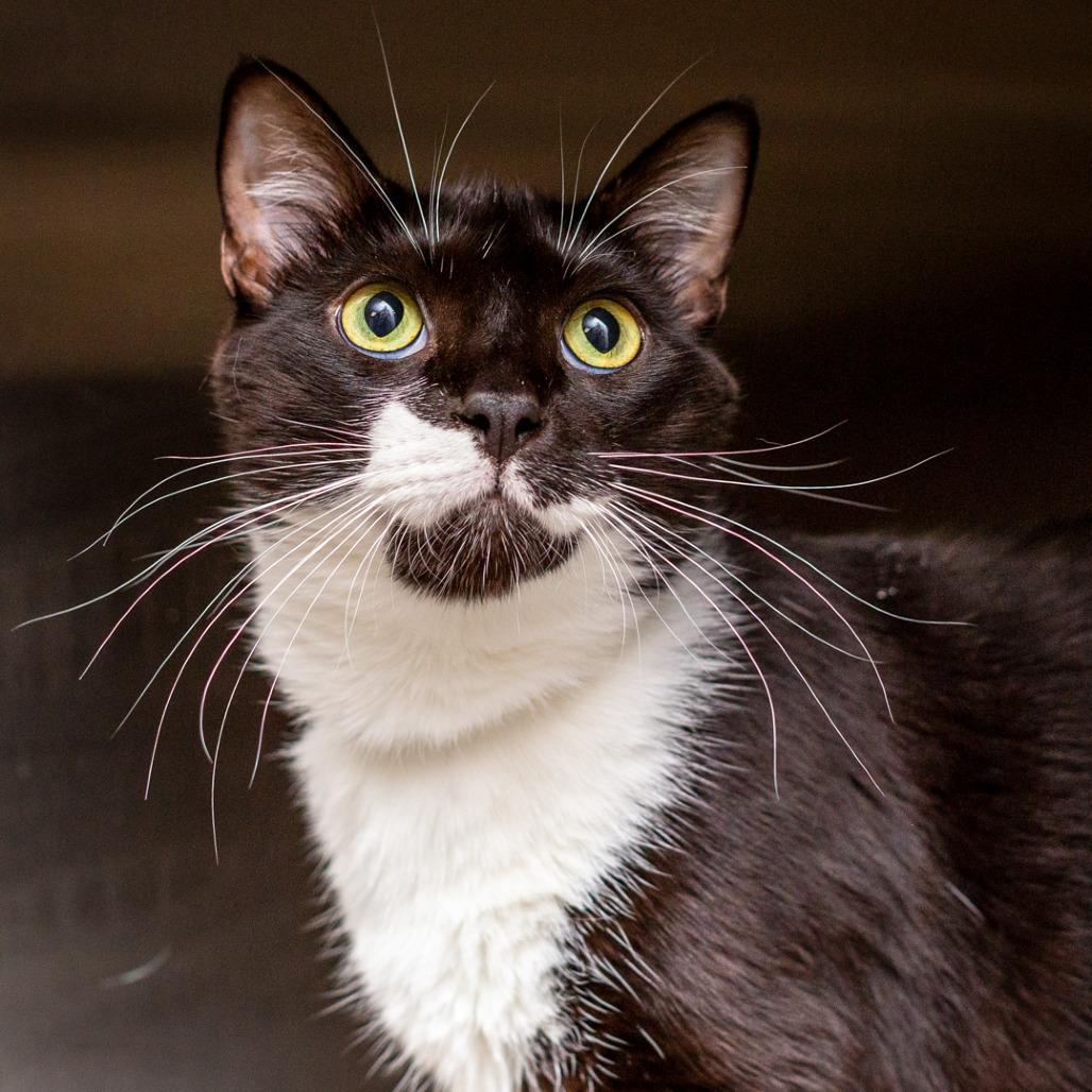 Huckleberry, Adoptable, Young Male Domestic Short Hair.
