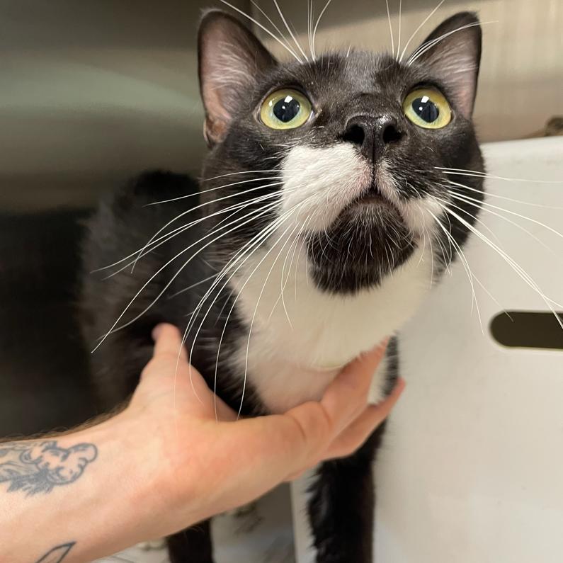 Enlarge Huckleberry, a Adoptable mixed breed in Hattiesburg, MS image 2/2